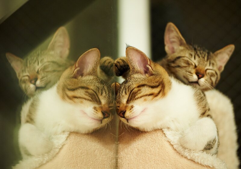 Sleeping Tabby Kittens — Brown, Peaceful, Photograph, Mirror
