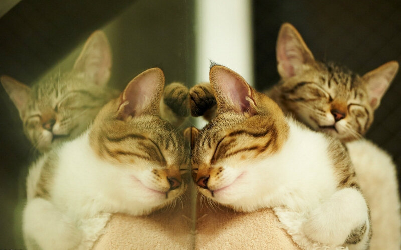 Sleeping Tabby Kittens — Brown, Peaceful, Photograph