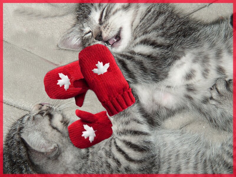 Sleeping Tabby Kittens — Red