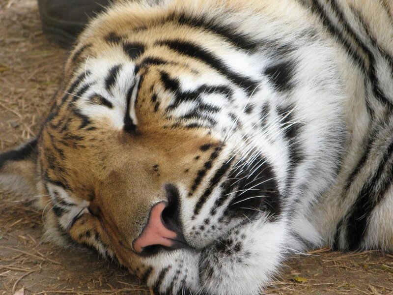 sleeping tiger cub