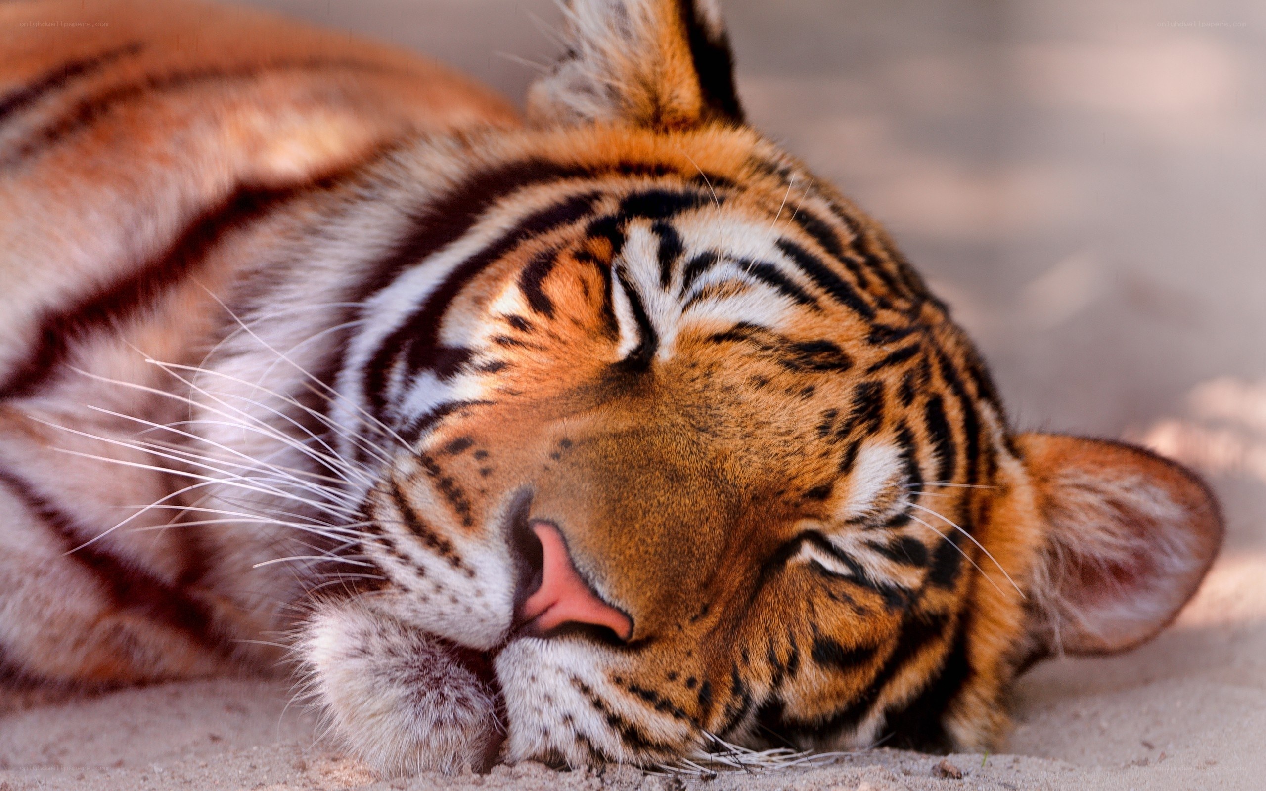Sleeping tiger cub