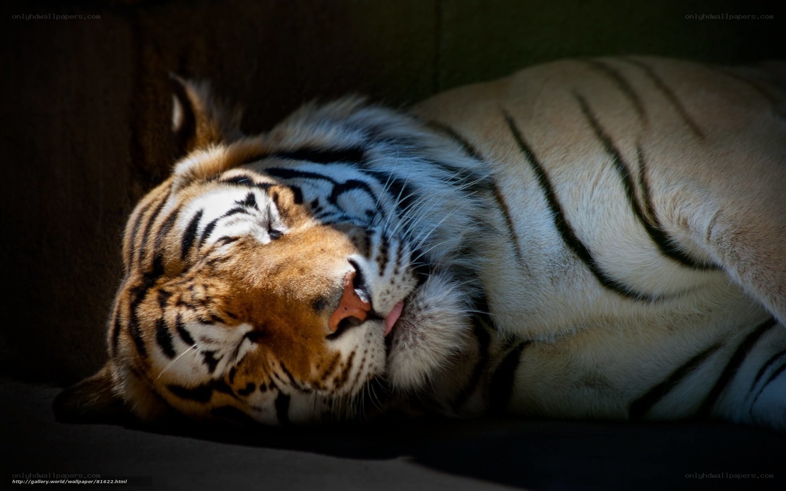 Sleeping tiger in sunlight