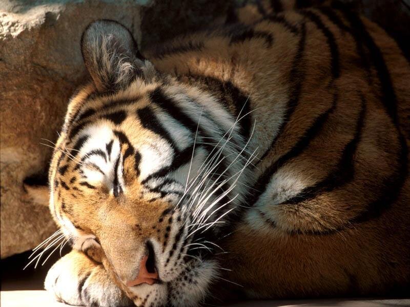 Sleeping Tiger