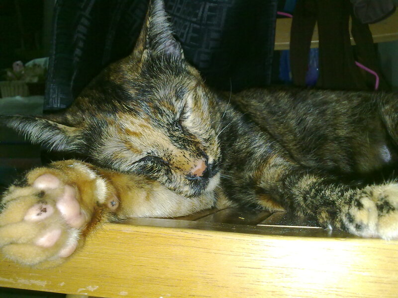 sleeping tortoiseshell cat