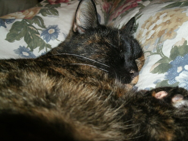 Sleeping Tortoiseshell Cat — Black