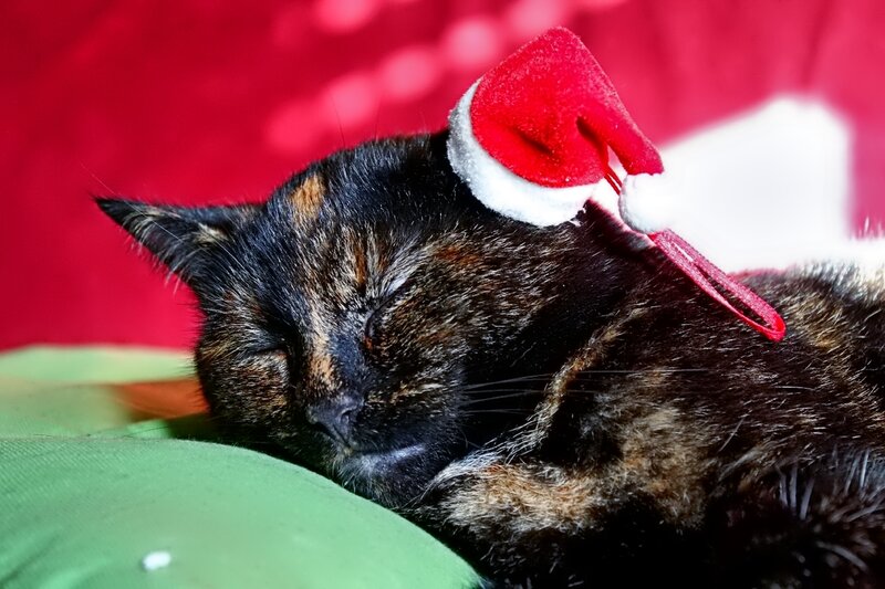 Sleeping Tortoiseshell Cat — Red