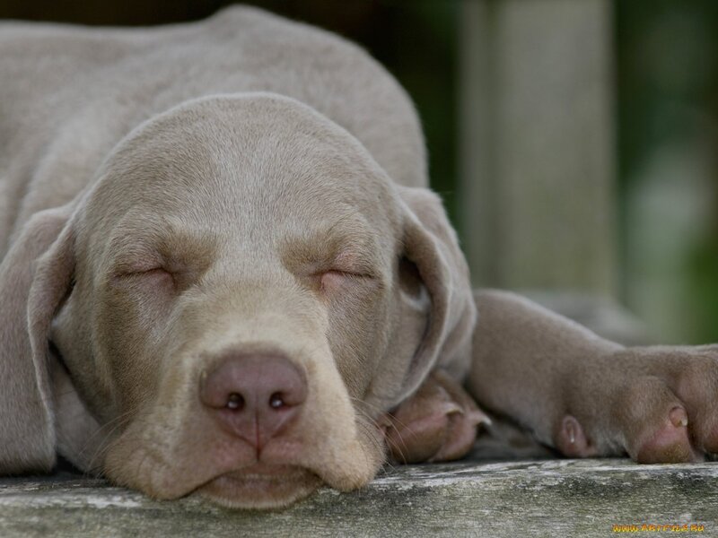 Sleeping Weimaraner Puppy