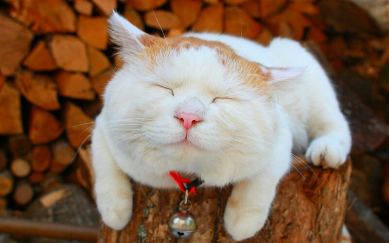 Sleeping White and Ginger Cat