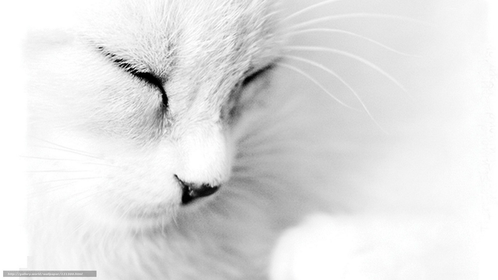 sleeping white cat