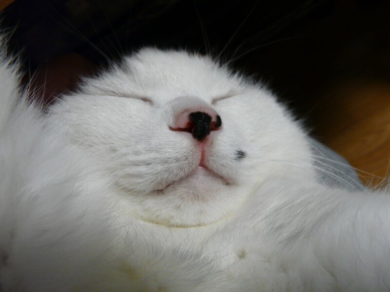 sleeping white cat