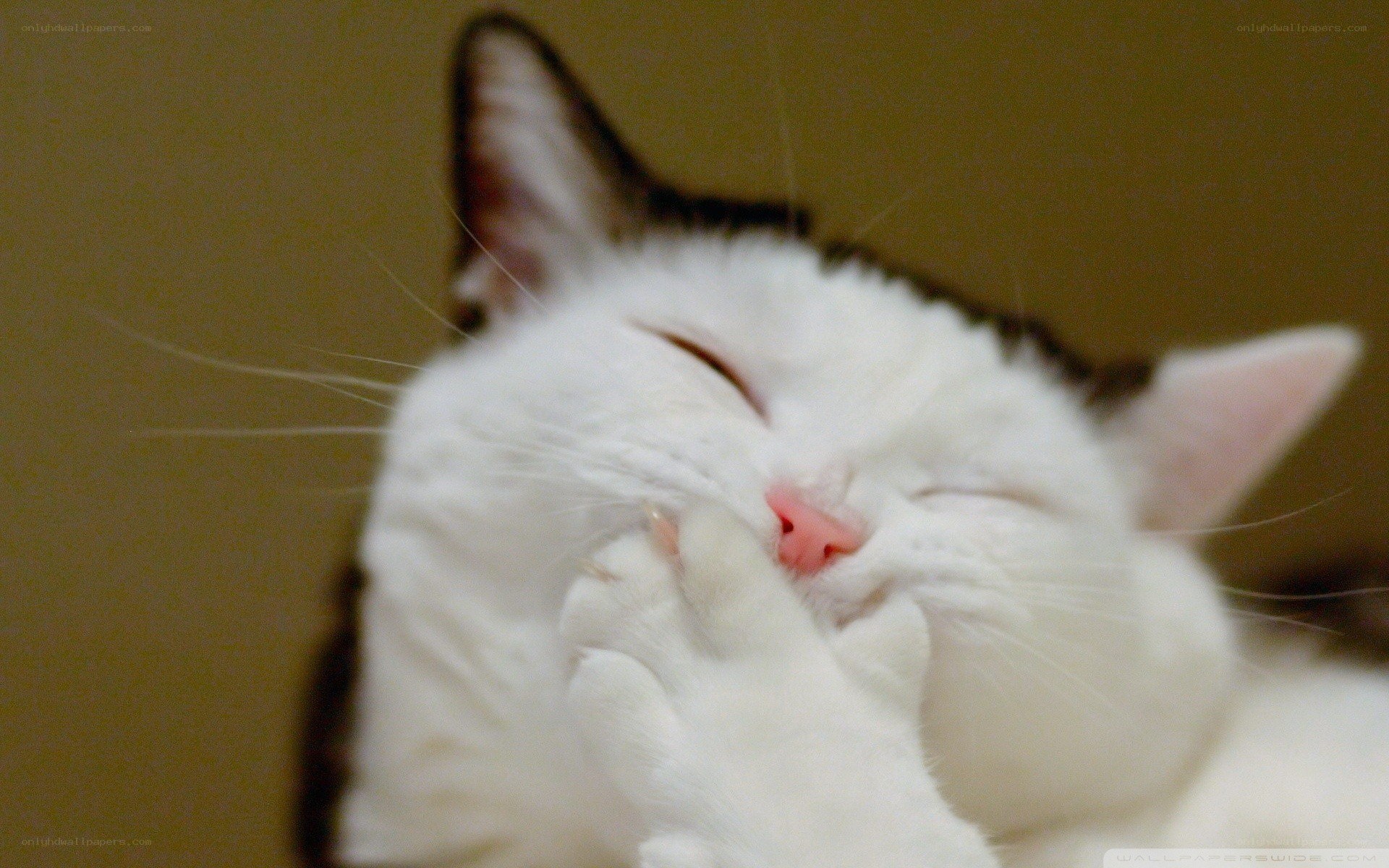 sleeping white cat