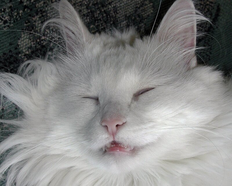 sleeping white cat