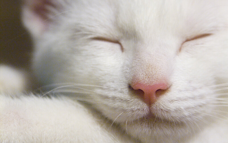 sleeping white cat face