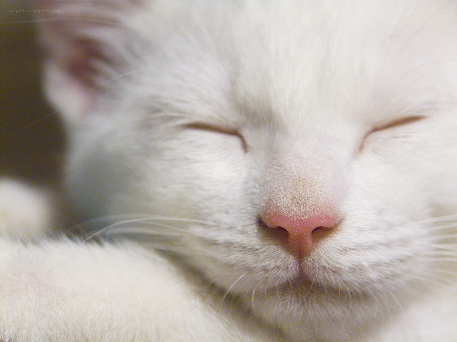 sleeping white cat face