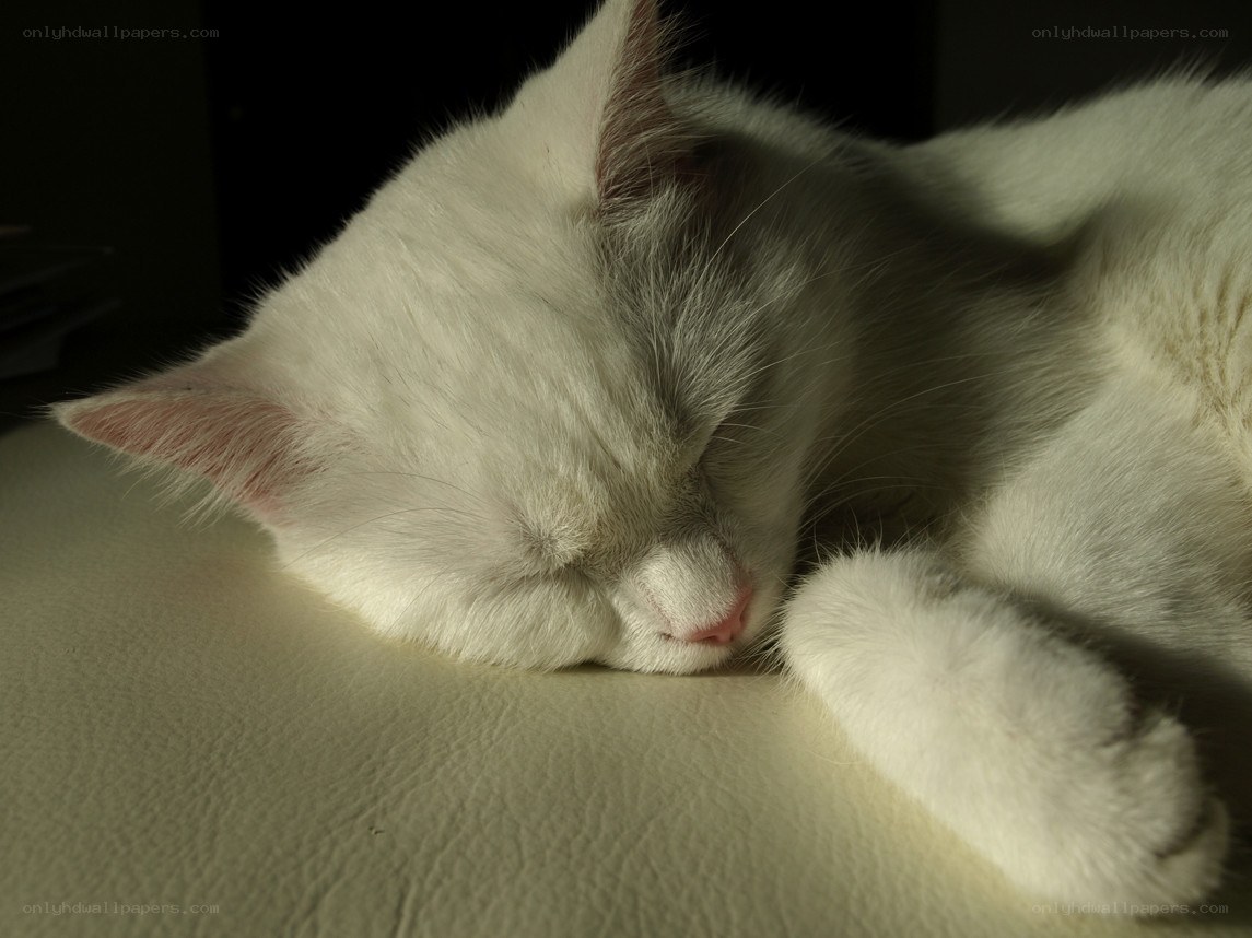 sleeping white cat in sunlight