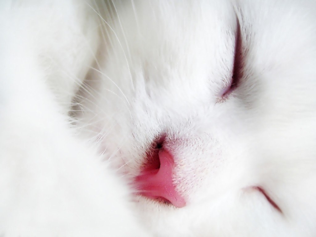 sleeping white cat nose