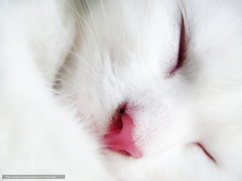 sleeping white cat nose