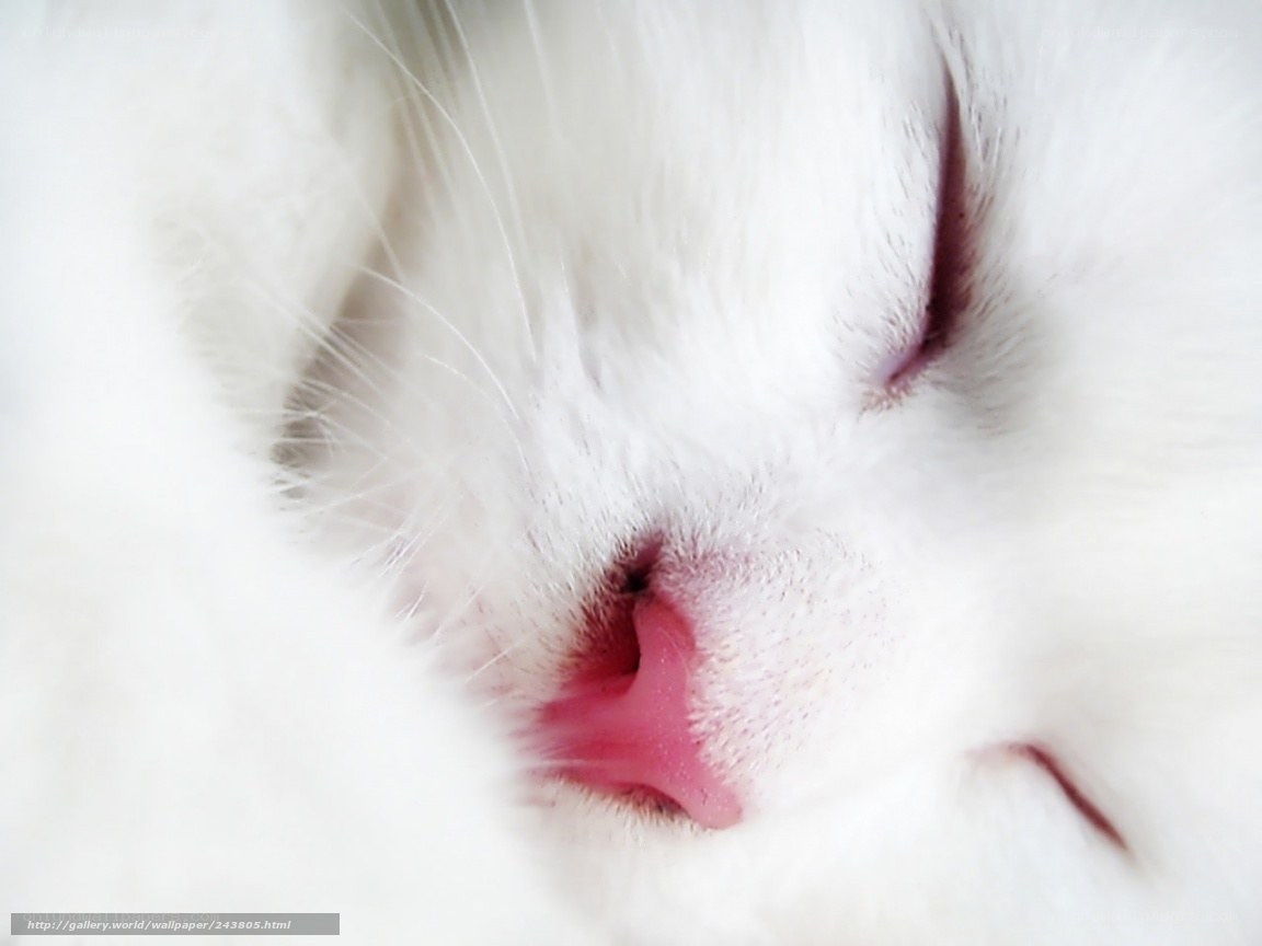 sleeping white cat nose