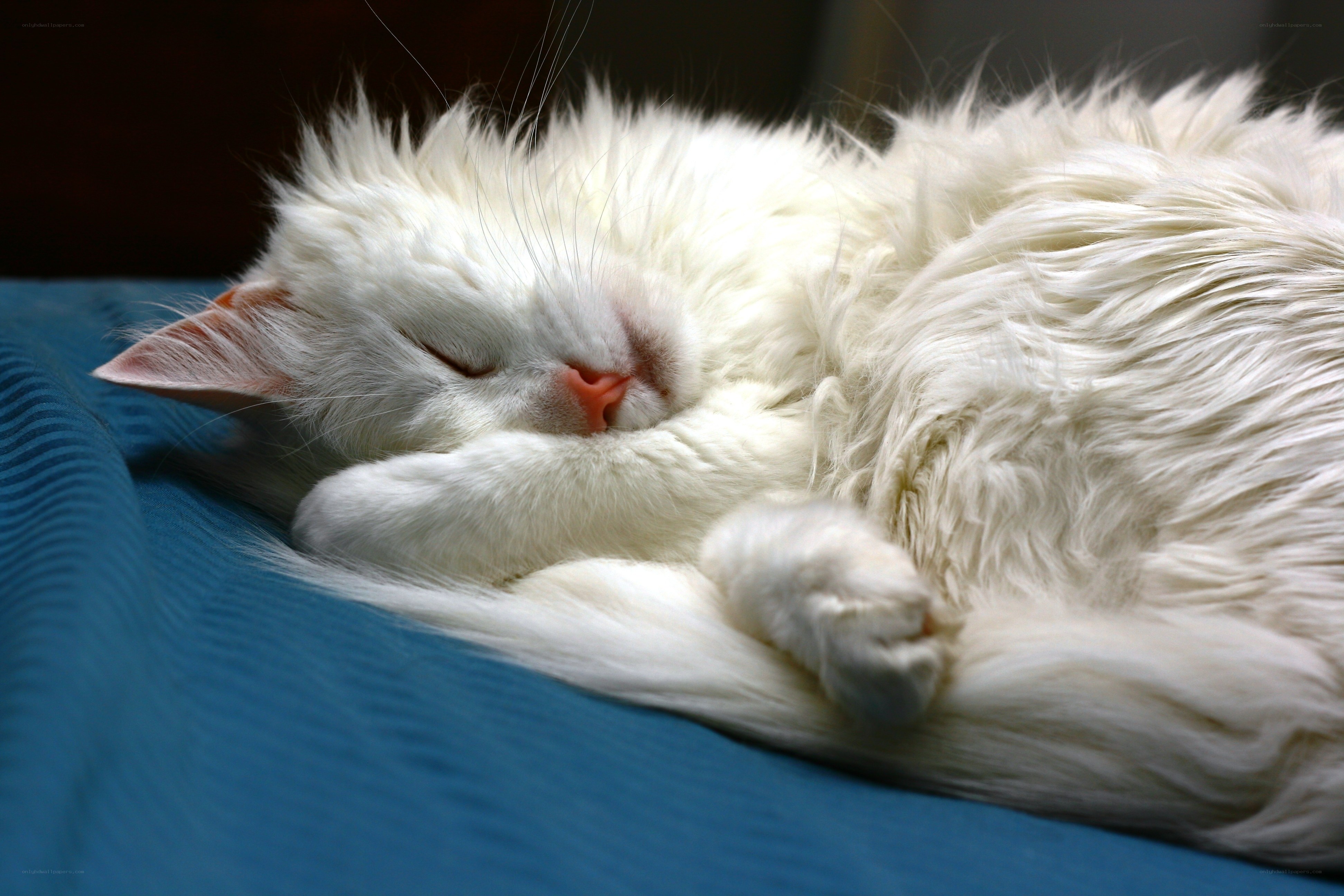 Sleeping white cat on blue blanket
