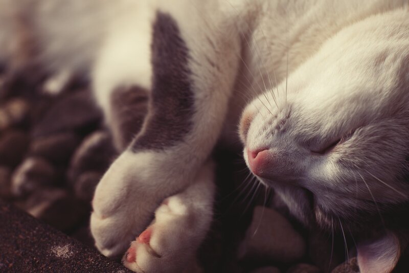 Sleeping White Cat — Peaceful, Photograph, Paws