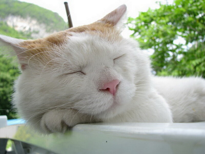 Sleeping White Cat — Peaceful