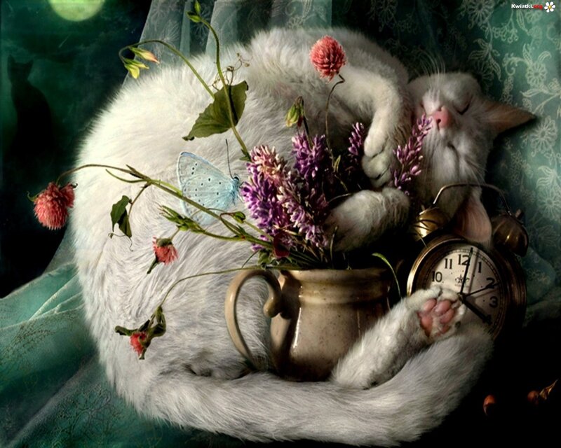 Sleeping White Cat — Serene, Night