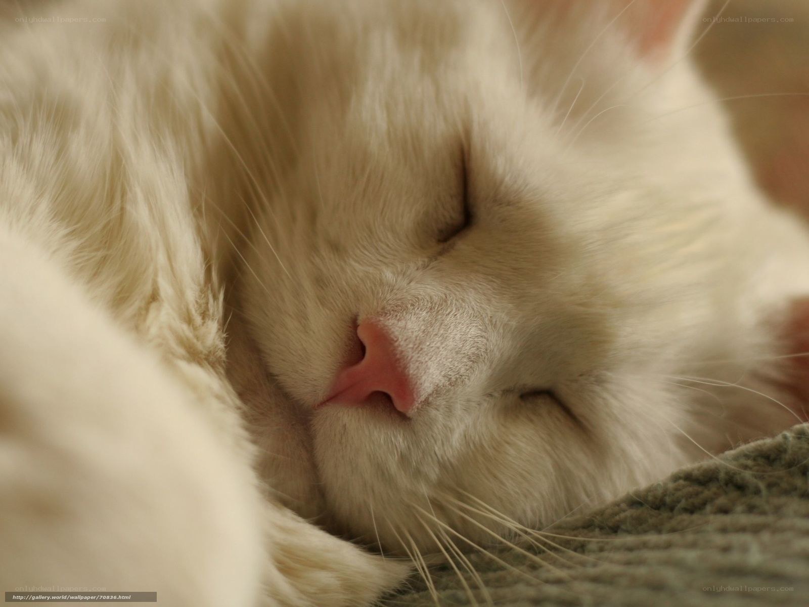 sleeping white cat