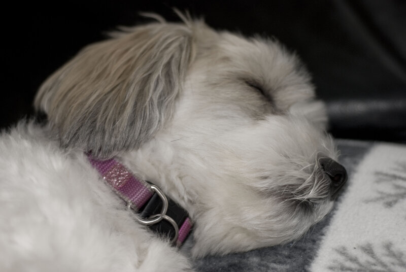 Sleeping White Dog — Peaceful