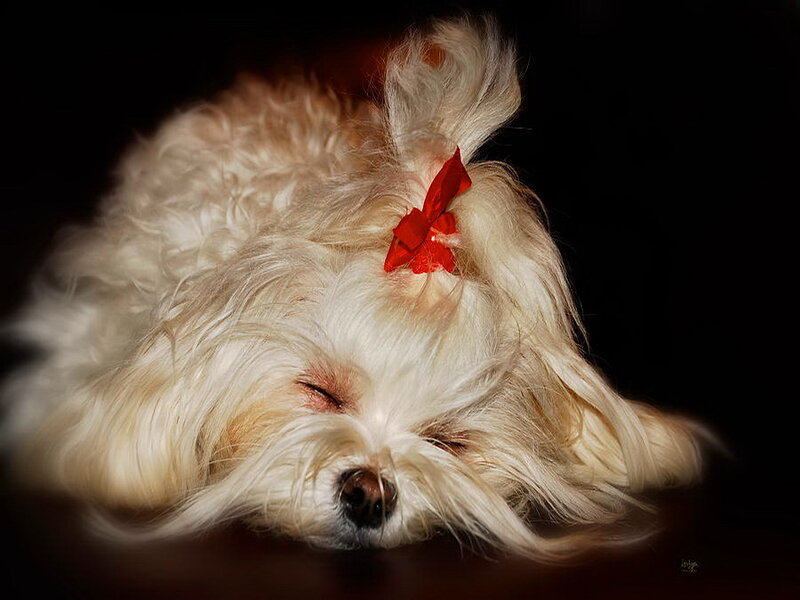 Sleeping White Dog — Serene