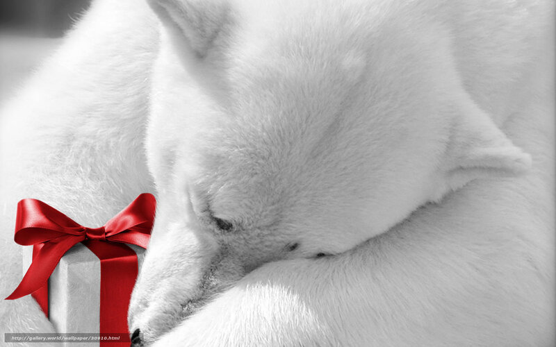 Sleeping White Dog
