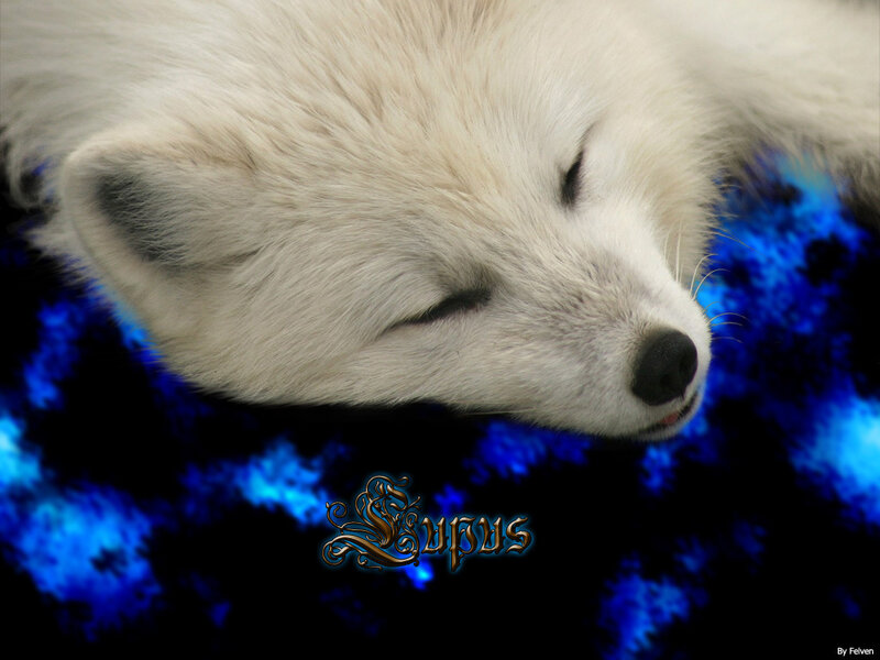 Sleeping White Fox — Serene