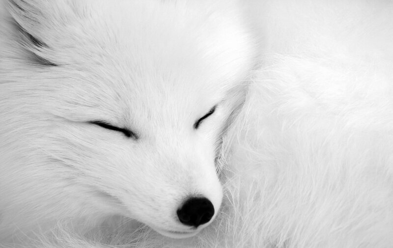 sleeping white fox