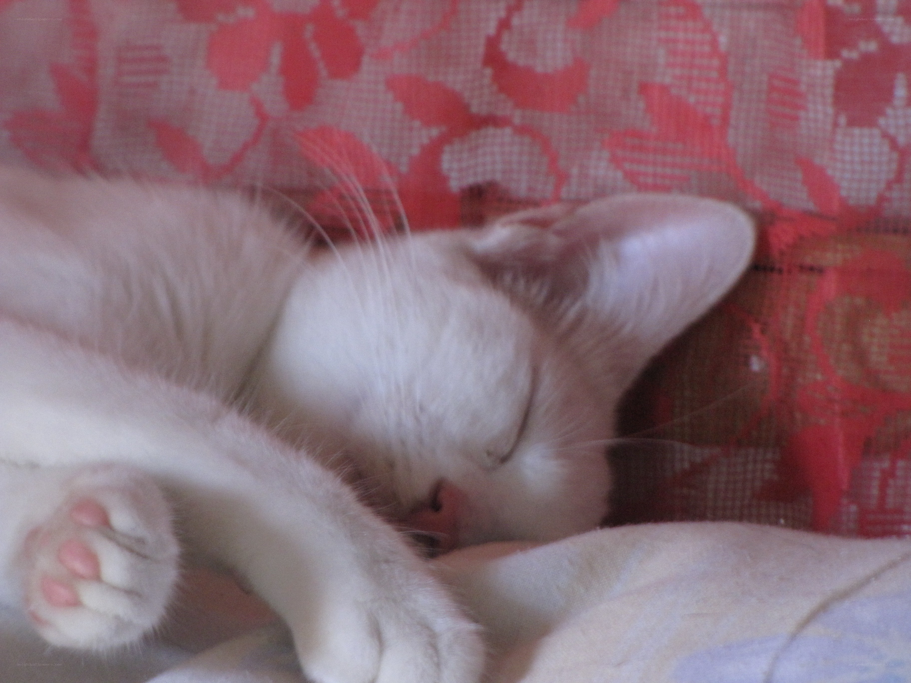 Sleeping white kitten