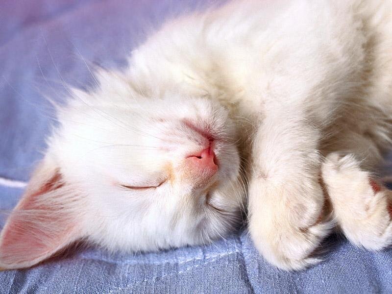 sleeping white kitten