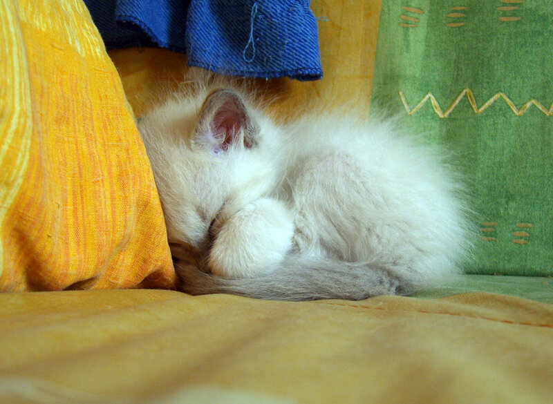 Sleeping white kitten