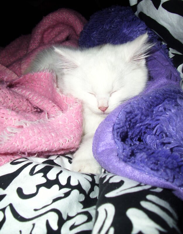 sleeping white kitten