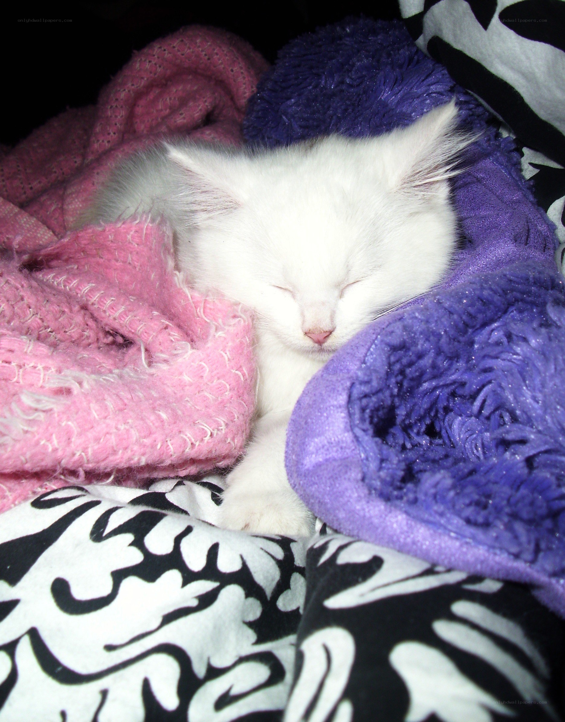 sleeping white kitten