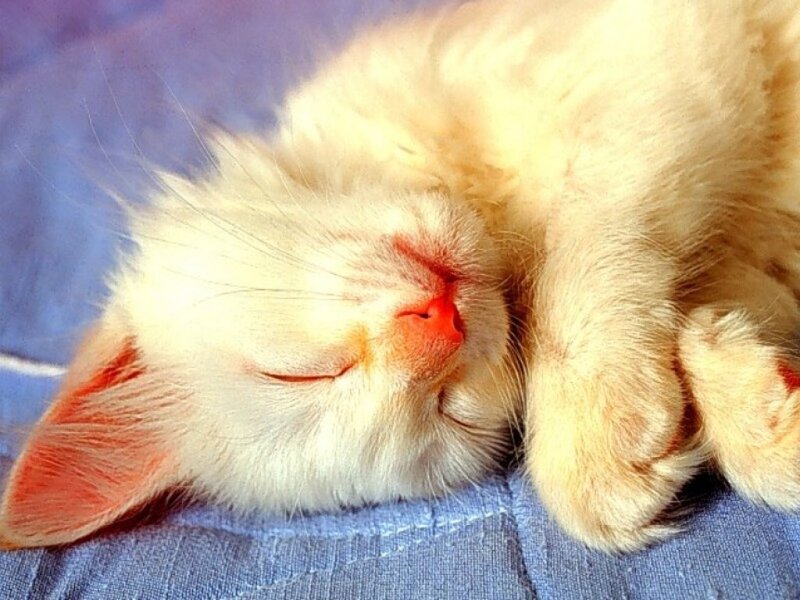 Sleeping white kitten