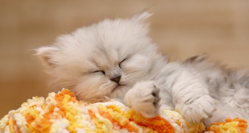 Sleeping white kitten