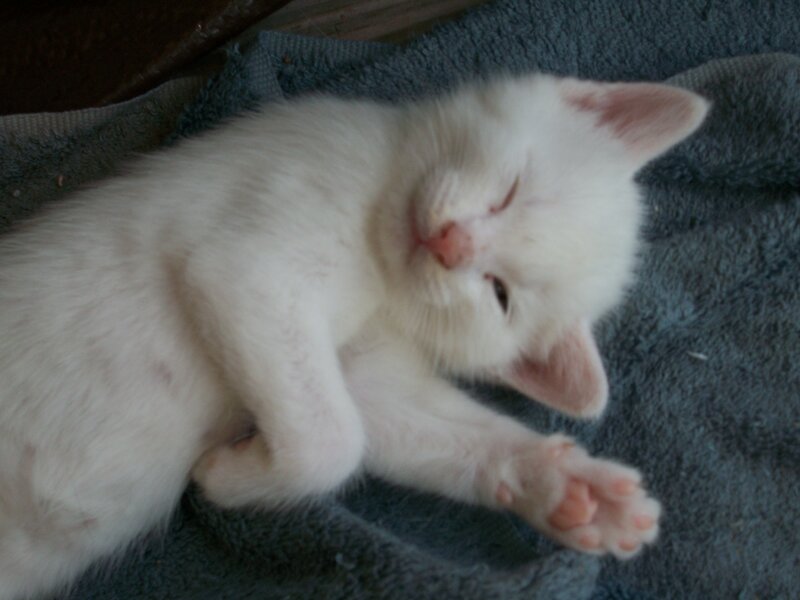 sleeping white kitten