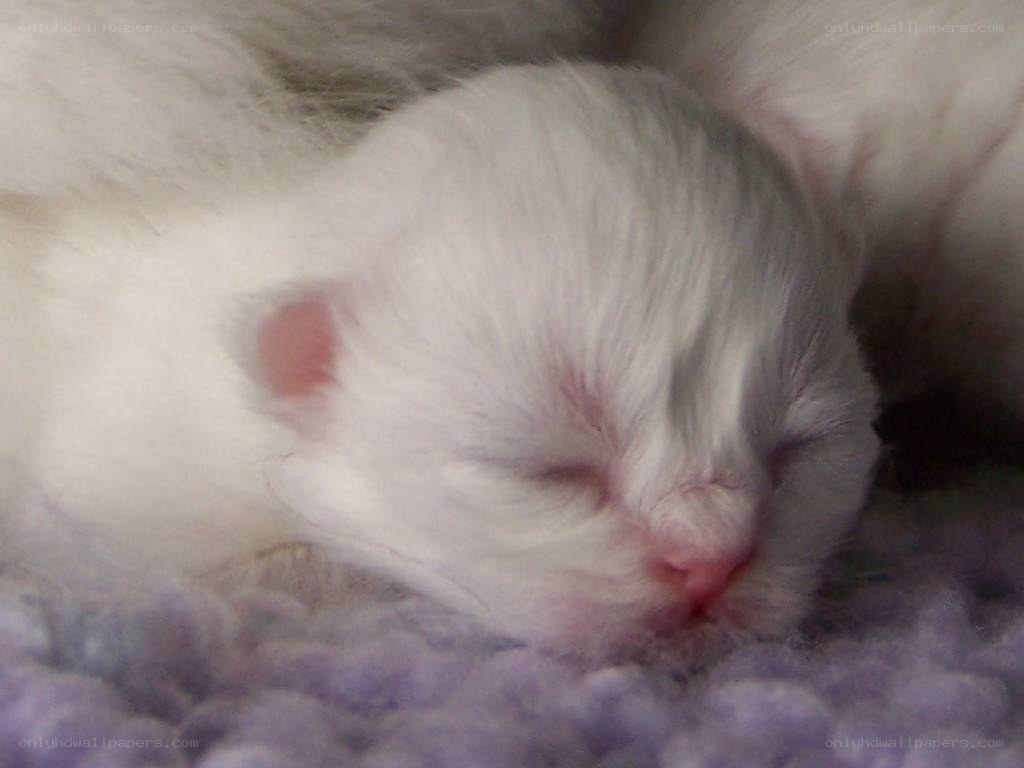 sleeping white kitten