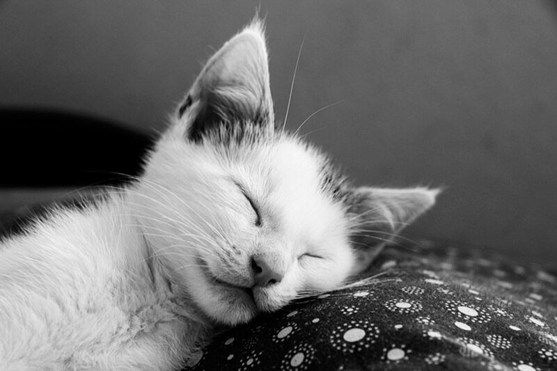 Sleeping White Kitten — Black