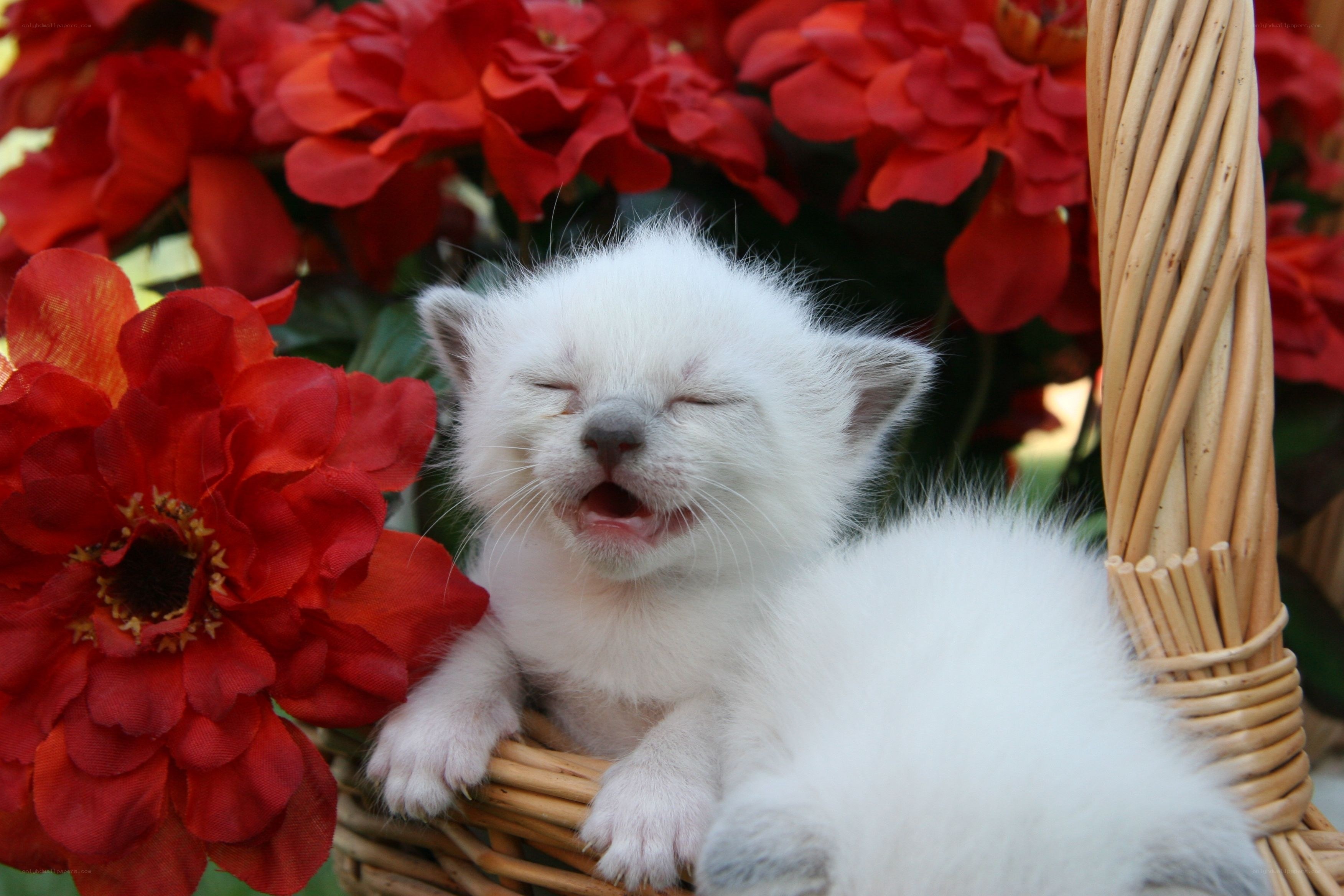 Sleeping white kitten in basket