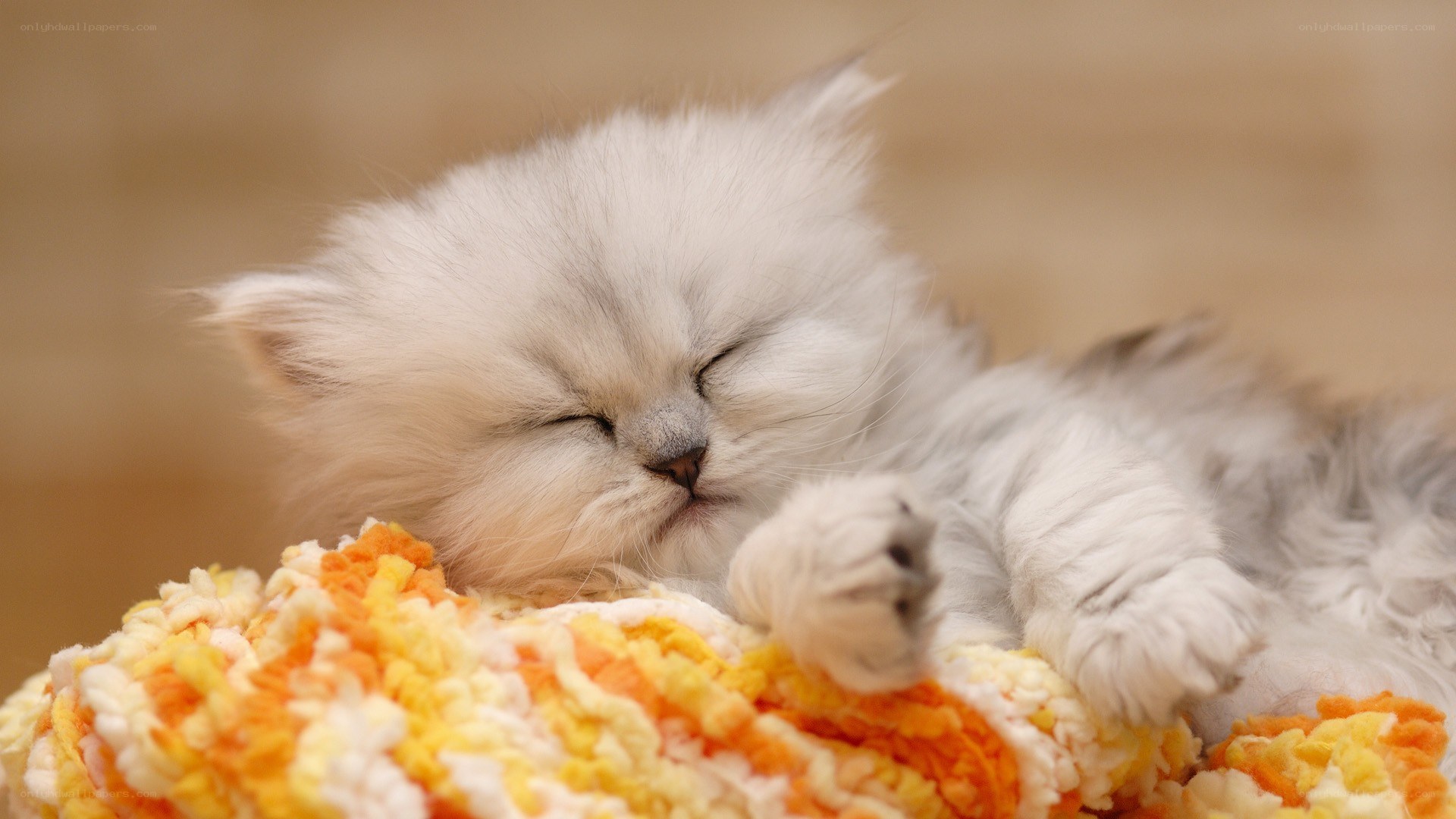 Sleeping white kitten on blanket