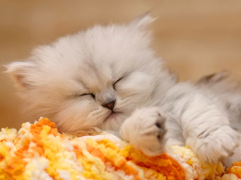 Sleeping White Kitten — Peaceful, Photograph, Blanket