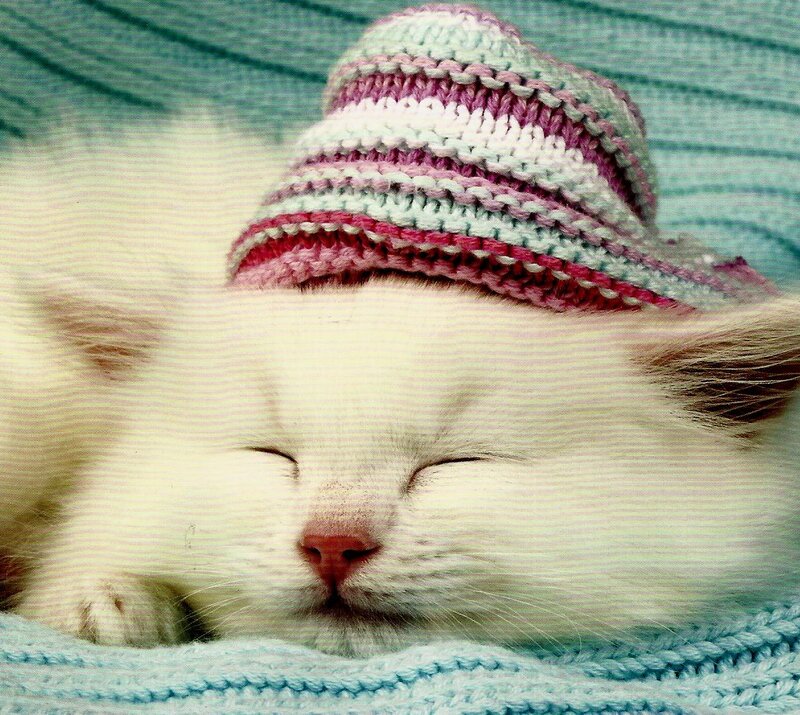 Sleeping White Kitten — Peaceful, Photograph, Knitted Hat