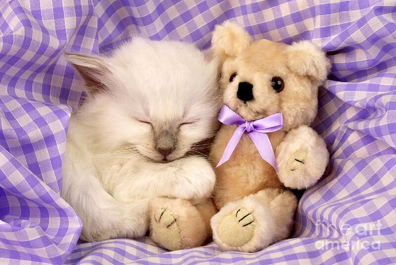 Sleeping White Kitten — Purple