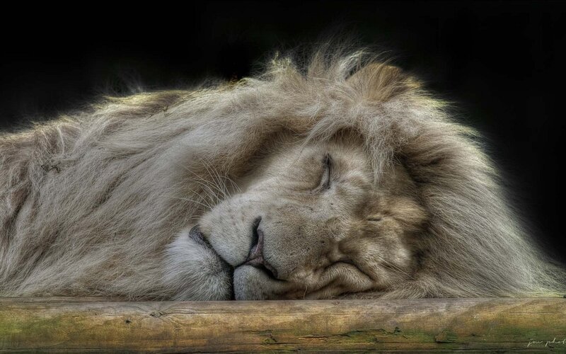 Sleeping White Lion — Serene