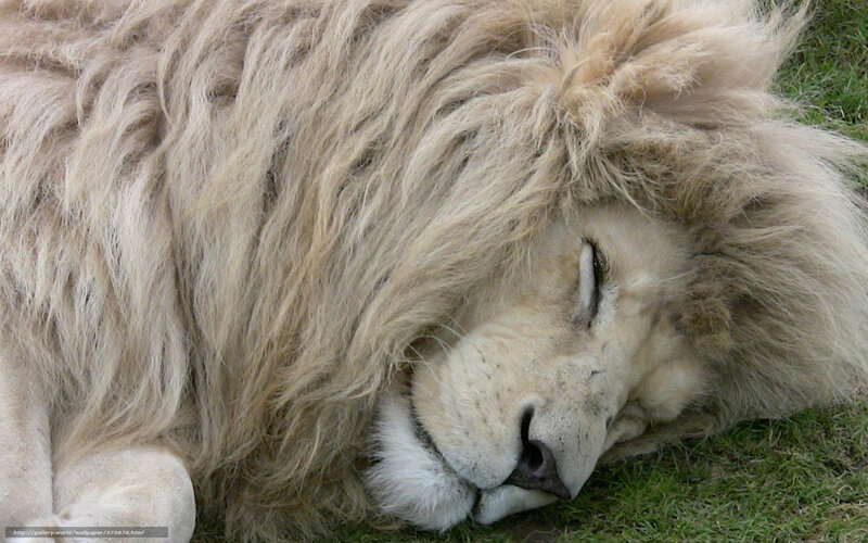 sleeping white lion