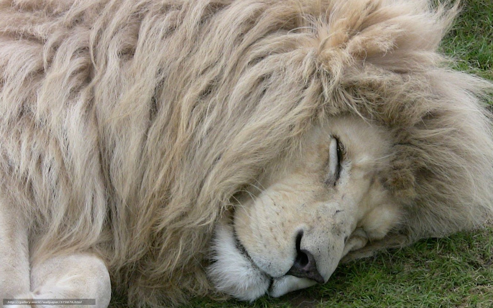 sleeping white lion